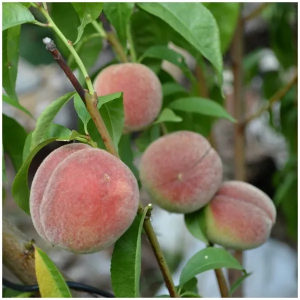 osvezhayuschiy-5-224611