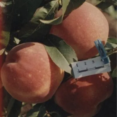 osvezhayuschiy-7-224611