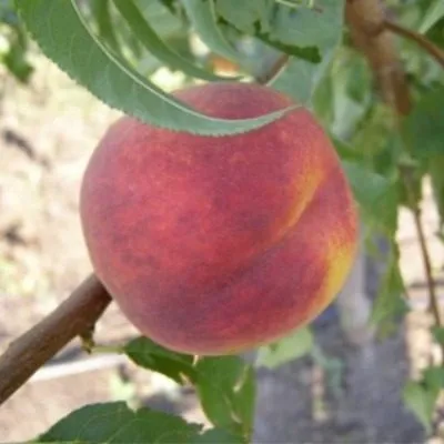 osvezhayuschiy-9-224611