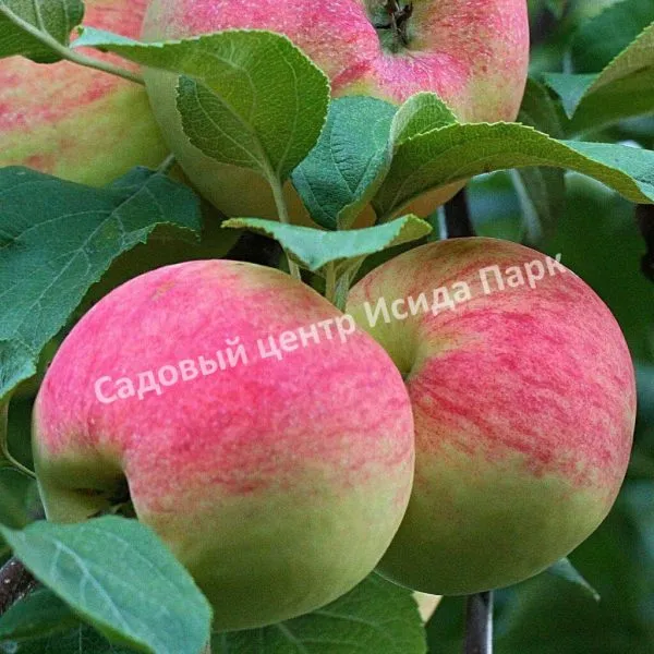 otlichnik-main-220215