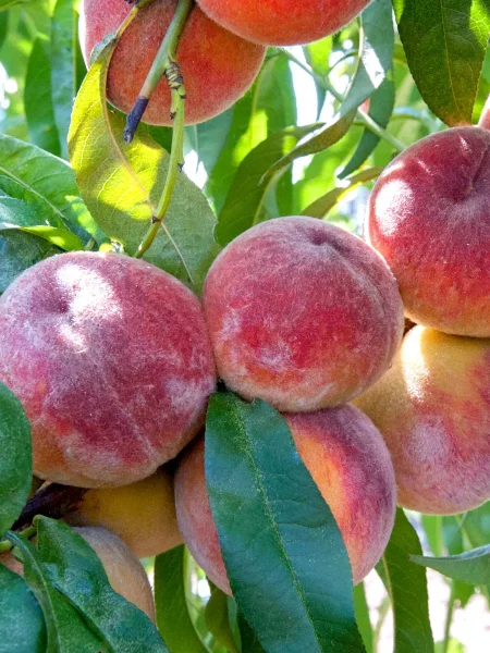 pamyat-simirenko-1-224405