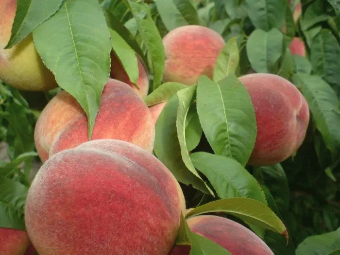 pamyat-simirenko-4-224405