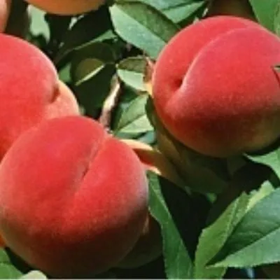 pamyat-simirenko-9-224405