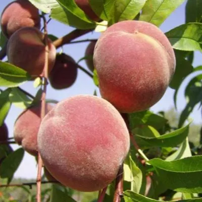 pamyat-simirenko-main-224405