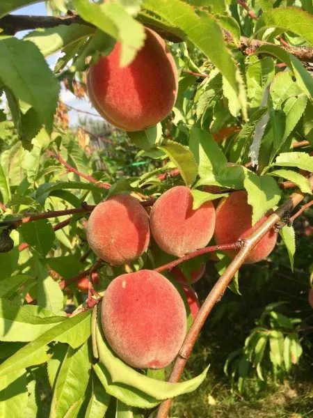 pamyati-bubnova-1-224040