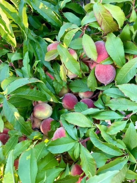 pamyati-bubnova-2-224040