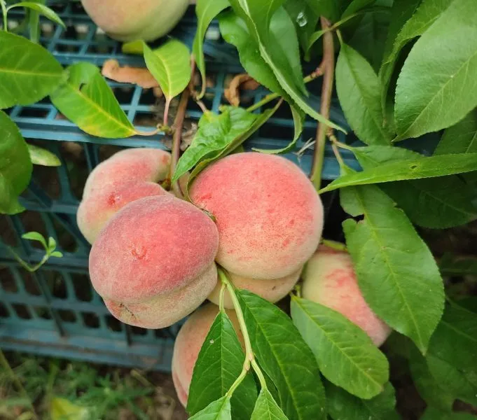 pamyati-bubnova-3-224040