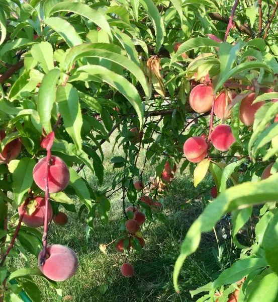 pamyati-bubnova-4-224040