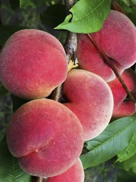 pamyati-bubnova-5-224040