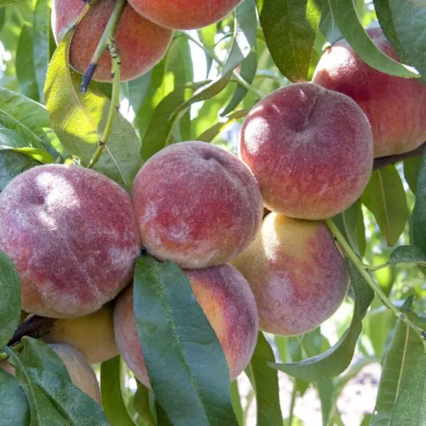 pamyati-bubnova-6-224040