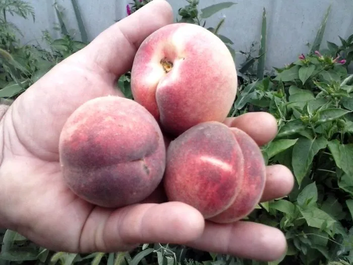 pamyati-bubnova-8-224040