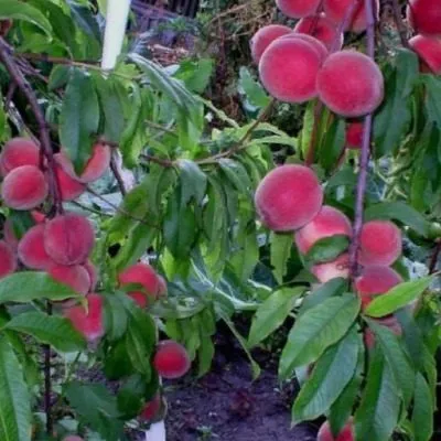 pamyati-bubnova-main-224040