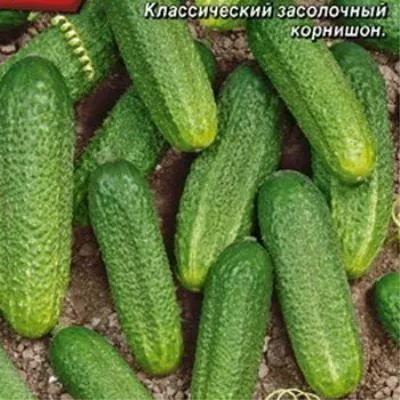 parnichok-main-206968