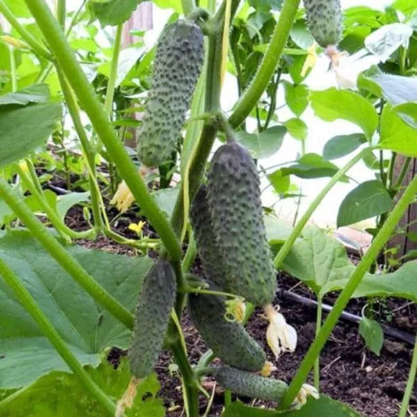 pasalimo-main-207075