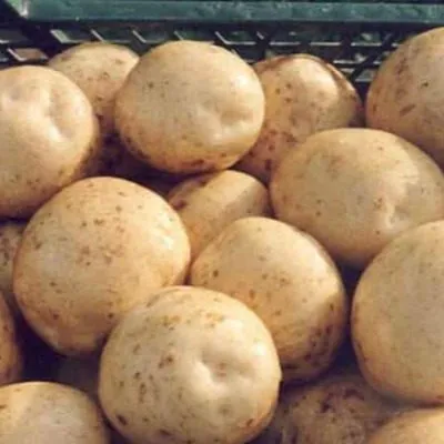 peterburgskiy-5-211878