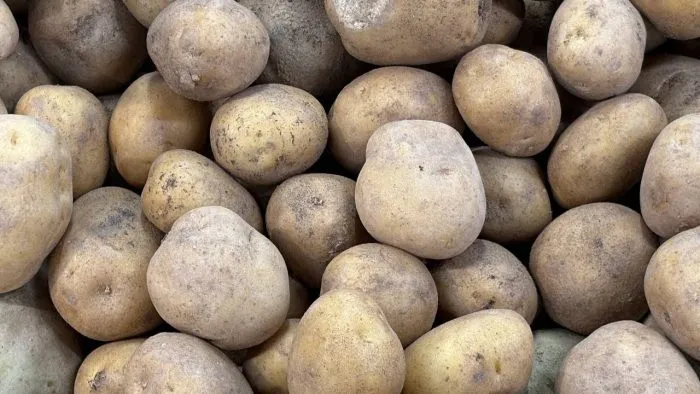 peterburgskiy-main-211878