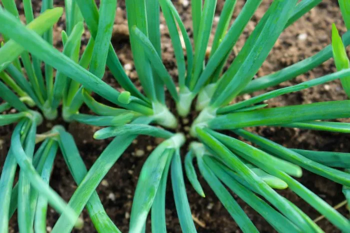 pogarskiy-mestnyy-uluchshennyy-2-222566