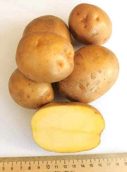 poseydon-main-211734