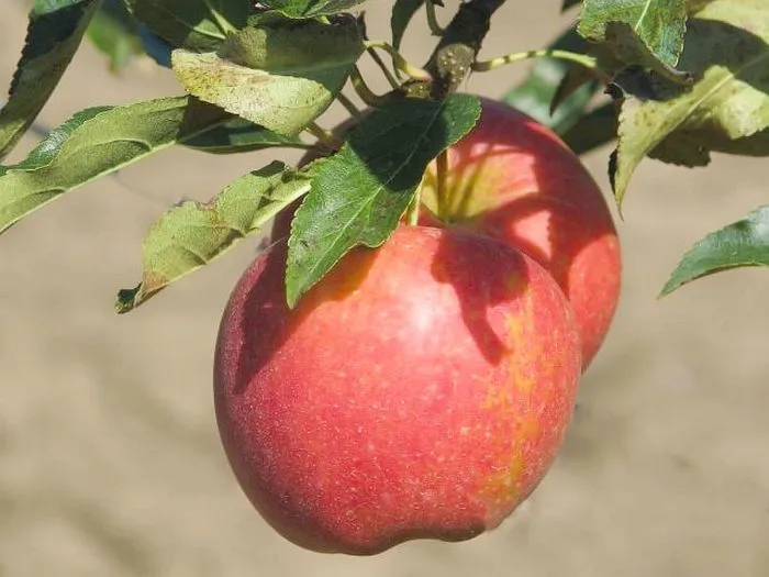 prikubanskoe-2-220066