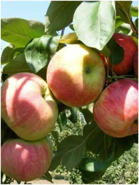 prikubanskoe-5-220066