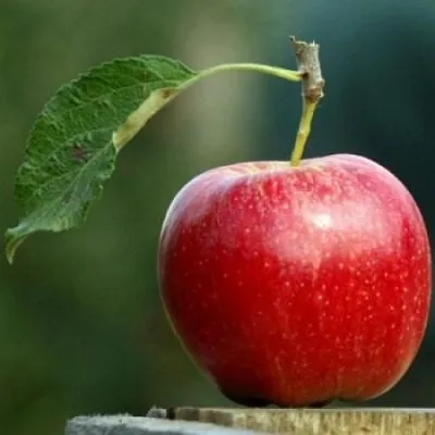 prikubanskoe-7-220066