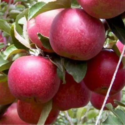 prikubanskoe-8-220066