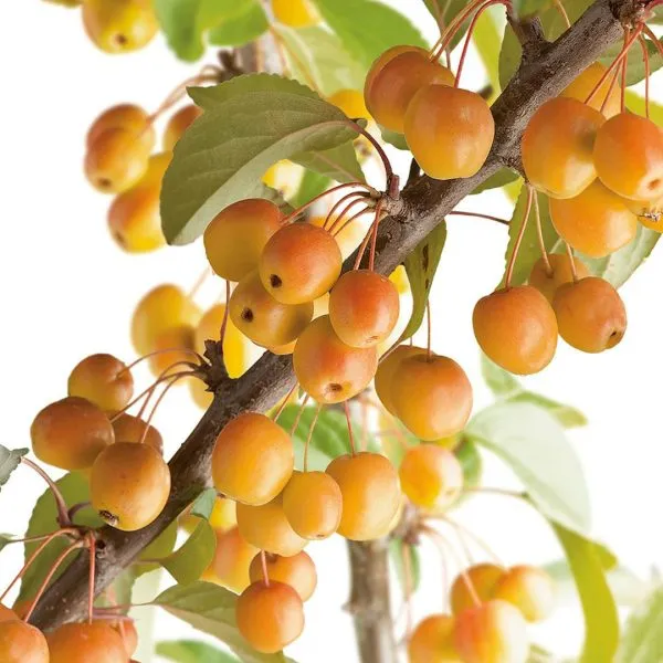 professor-shprenger-3-214020