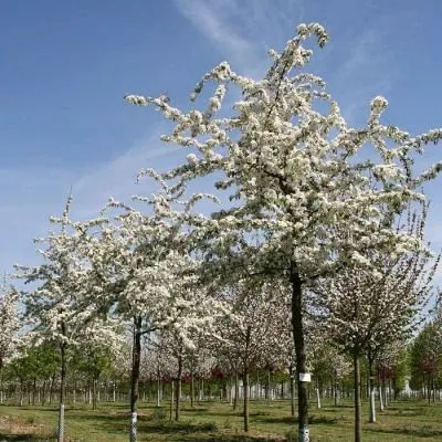 professor-shprenger-4-214020