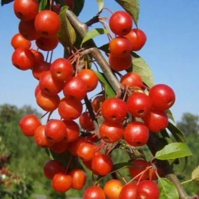 professor-shprenger-6-214020