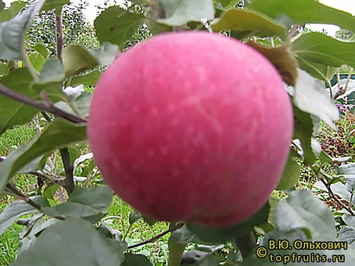 rannee-utro-2-218139