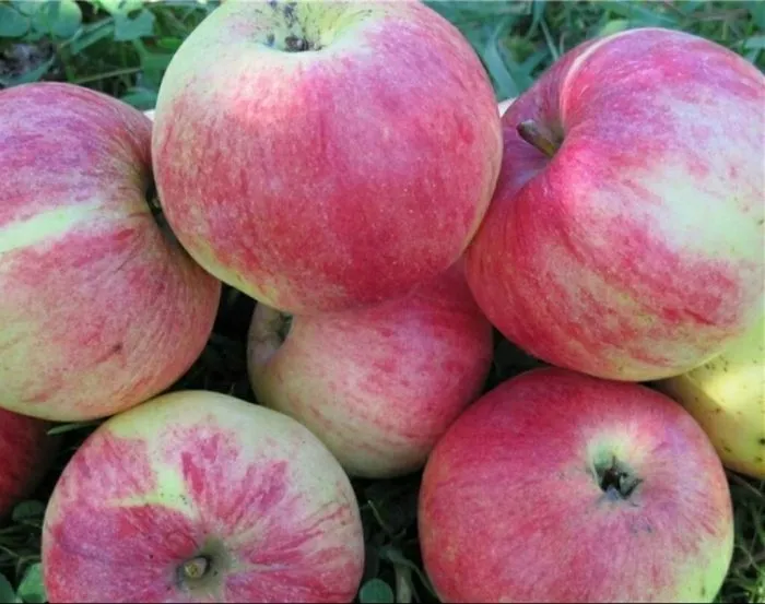 rannee-utro-3-218139