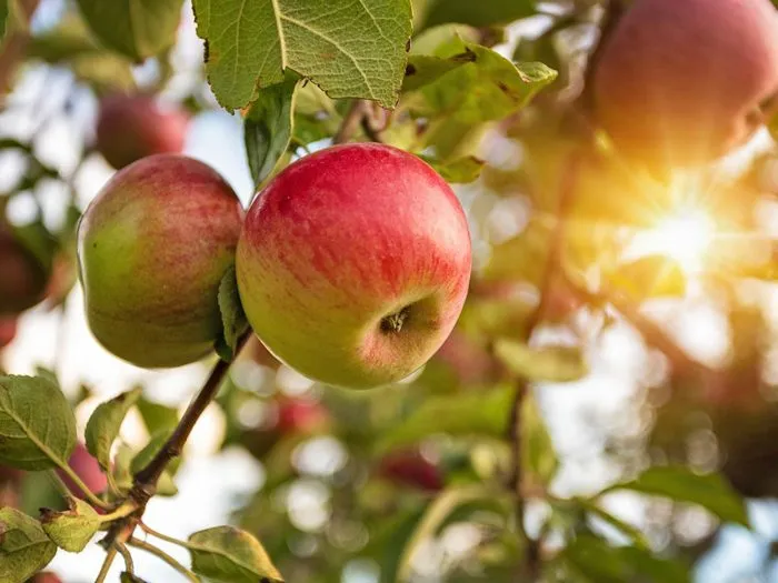 rannee-utro-4-218139