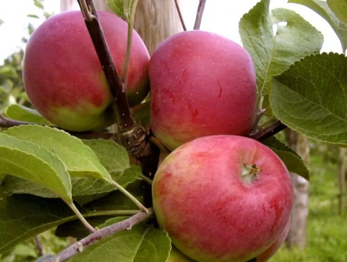 rannee-utro-5-218139