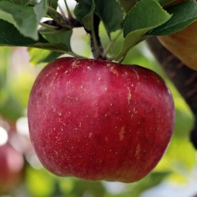 rannee-utro-6-218139