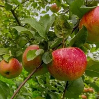 rannee-utro-7-218139