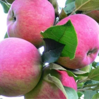 rannee-utro-8-218139