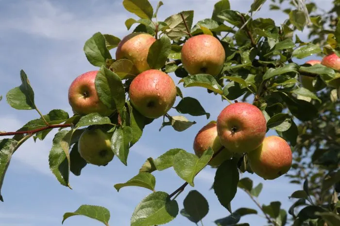 rannee-utro-main-218139