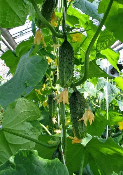 rannyaya-ptashka-3-205809