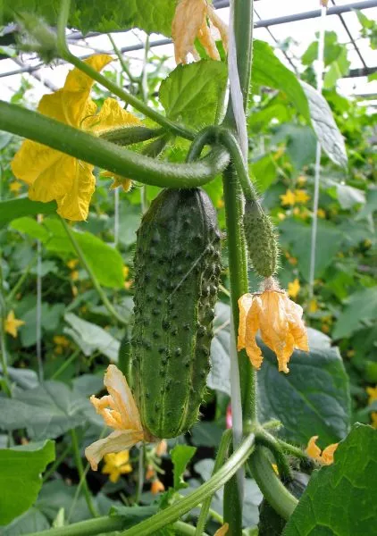 rannyaya-ptashka-4-205809