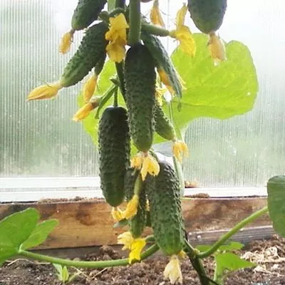 rannyaya-ptashka-6-205809