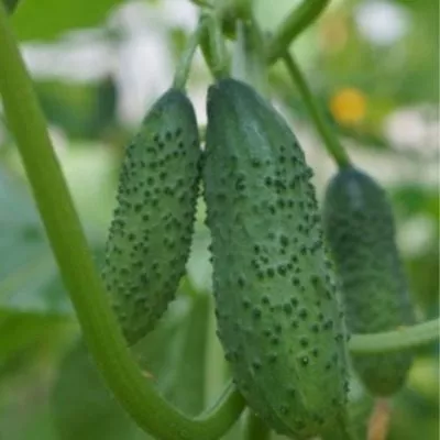 rannyaya-ptashka-7-205809