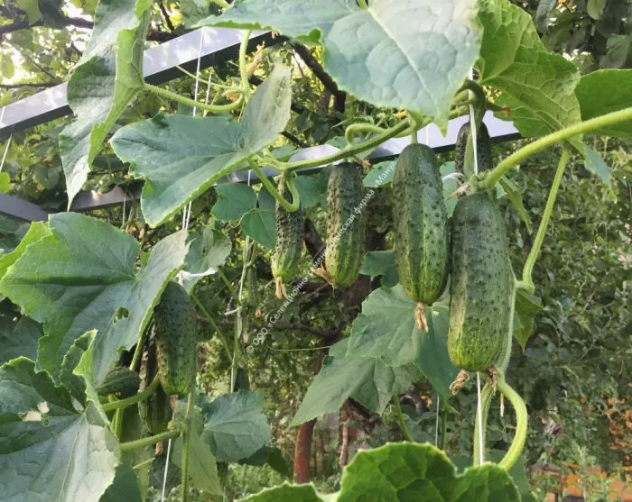 rannyaya-ptashka-main-205809