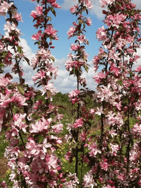 red-obelisk-1-219231