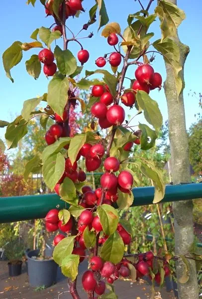 red-obelisk-2-219231