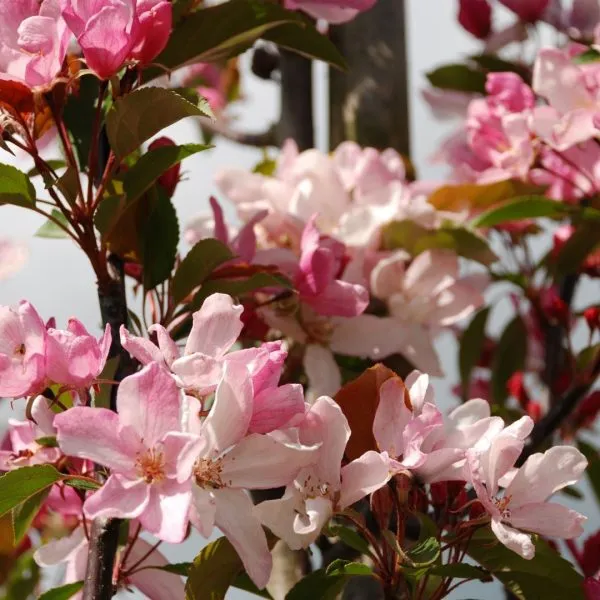 red-obelisk-3-219231