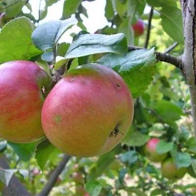 renet-chernenko-4-213229