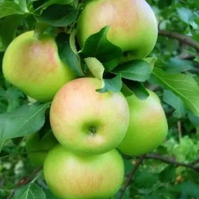 renet-chernenko-5-213229