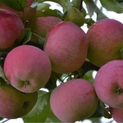 rodnikovaya-4-217489