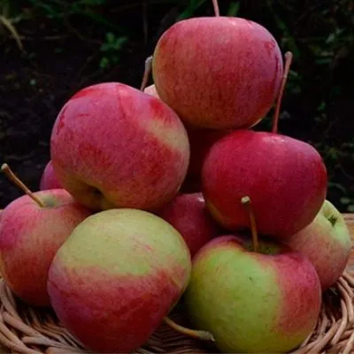 rodnikovaya-5-217489