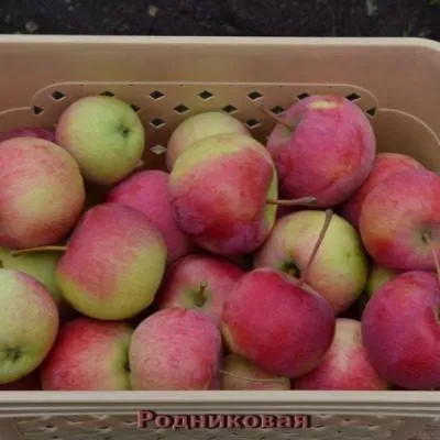 rodnikovaya-6-217489